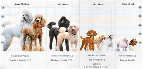 Miniature Poodle Height+Growth Chart How Tall Will My Miniature