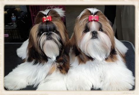 Mr Foo's Shih Tzu Shih tzu breeders, Dog breeder, Akc dog breeds