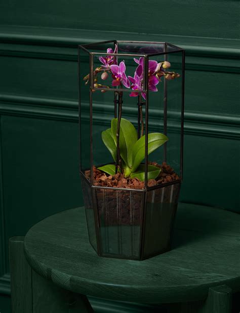 Ms Orchid In Glass