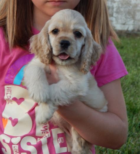 Mud River Cockers - Home