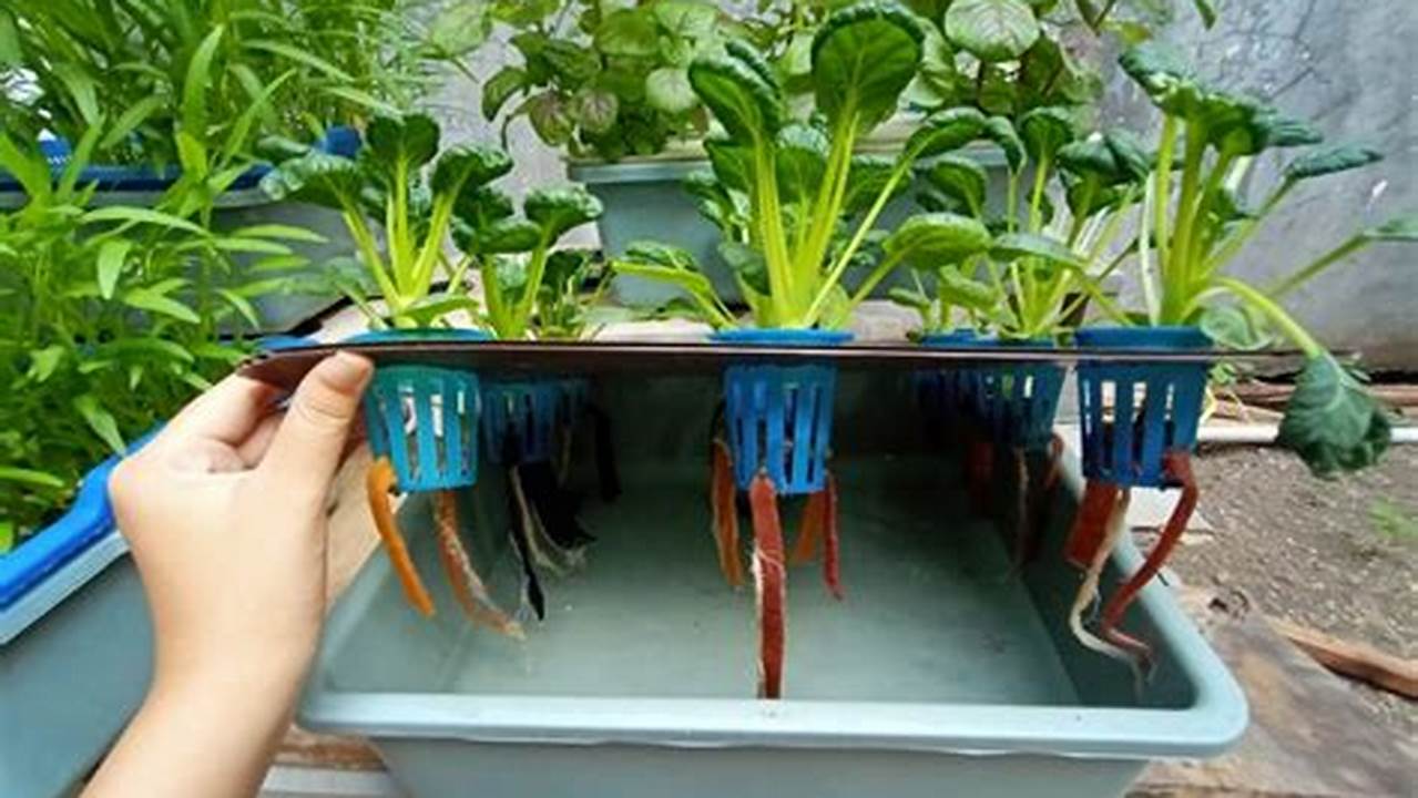 cara menanam daun seledri di polybag
