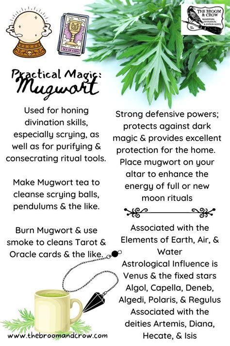 Ancient Herb, Modern Miracle: Unveiling the Spectacular Skin Benefits of Mugwort