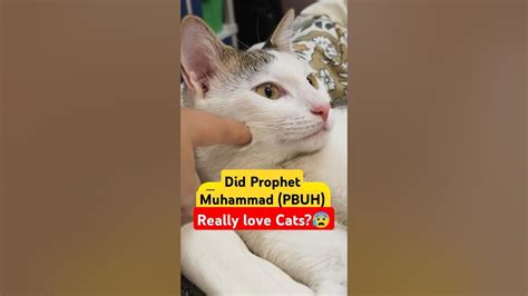 Muhammad Pbuh And Cats