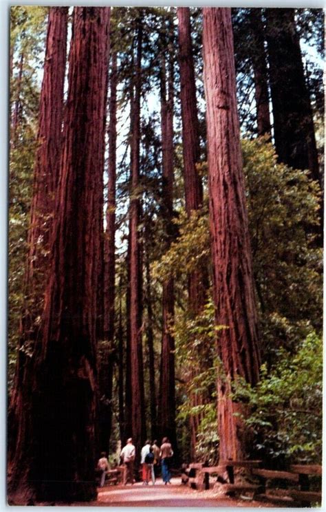Muir Woods Giants