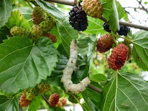 Mulberry Tree Image