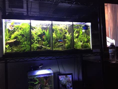 Multi Betta Tank