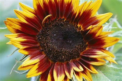 Multi-Bloom Sunflower Varieties