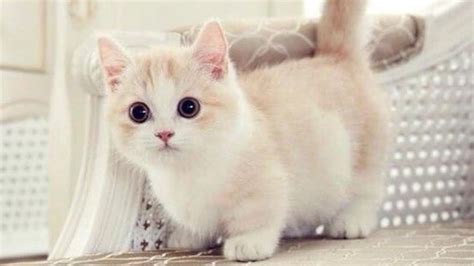 Munchkin Cat Funny