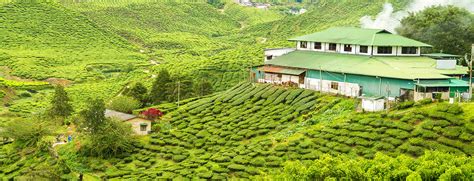 Munnar Tea Factory