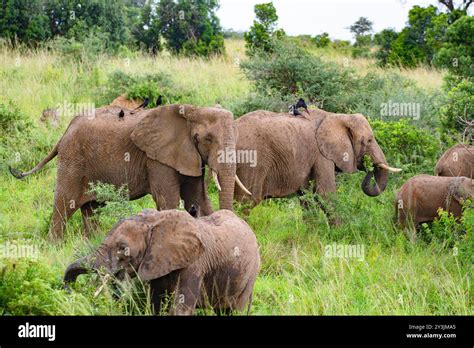Murchison Falls elephants