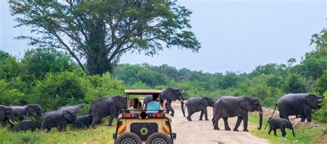 Murchison Falls game drive