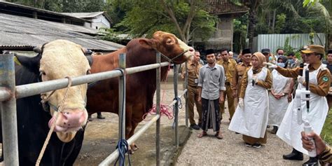 Murottal Gambar Sapi