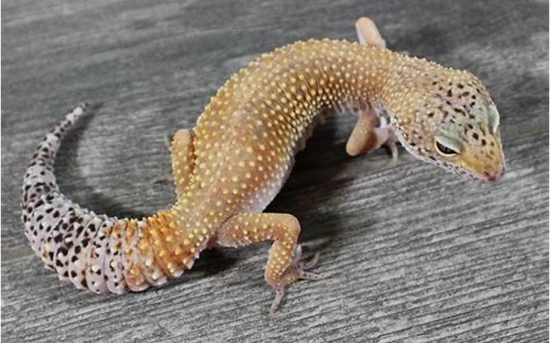 Murphy Patternless Leopard Gecko Size