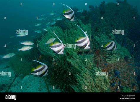 Musandam Dibba fish