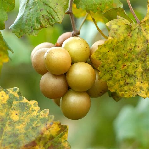 Anggur Muscadine