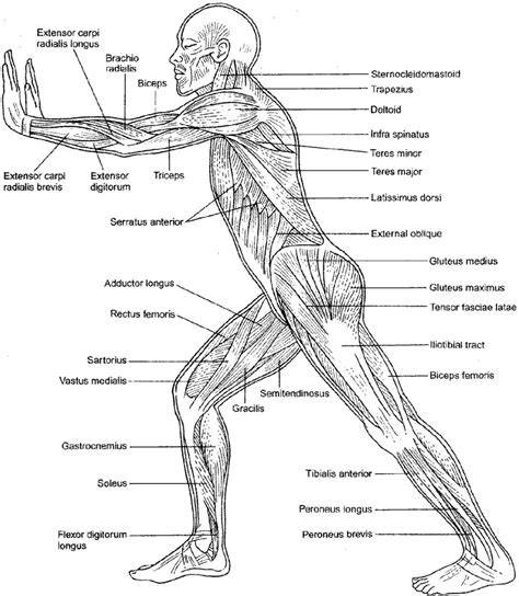 Muscle Coloring Pages