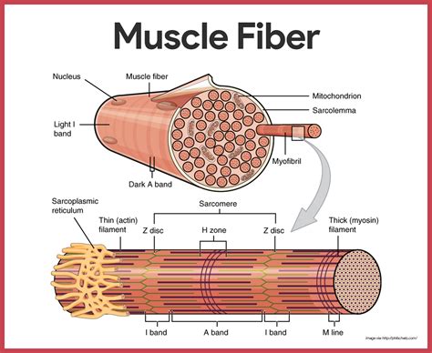 Muscle Fiber Model