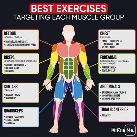 Muscle Group Workout Chart