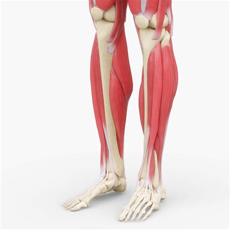 Muscle Legs
