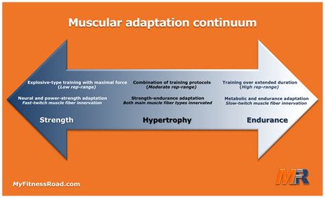Muscle Response to Weight Training