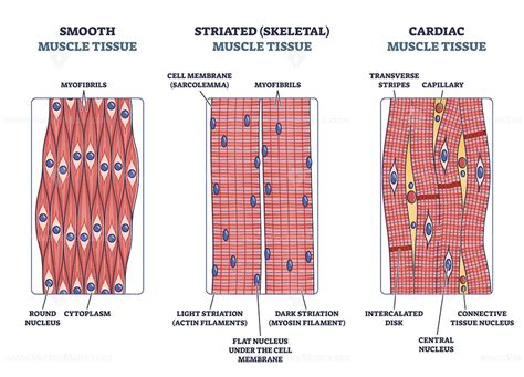 Muscle Types: Smooth, Striated, & Cardiac – Explained.