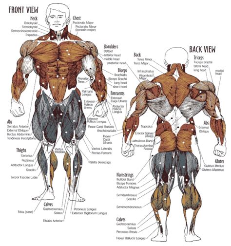Muscle Workout Chart