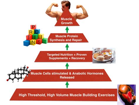 Muscle development