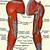 Muscles Of The Arm Labeled