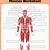 Muscles Of The Body Blank Diagram