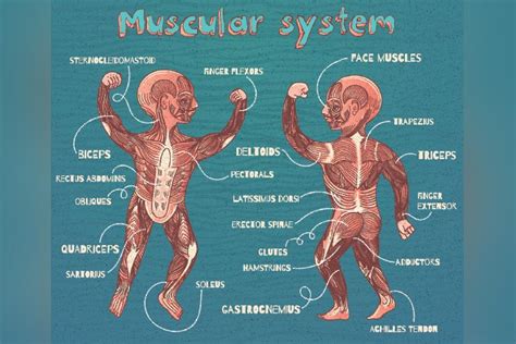Vector Cartoon Illustration Of Human Muscular System For