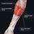 Muscles Of The Forearm