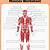 Muscles Of The Human Body Worksheet
