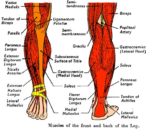 LowerBody Anatomy for Weightlifters Leg and Hip Muscles