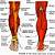 Muscles Of The Lower Body Diagram