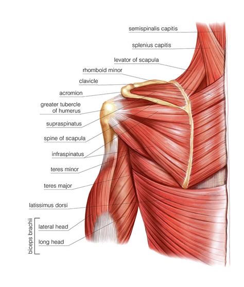 Muscles of the Arm and Forearm (Anterior) (Advanced)