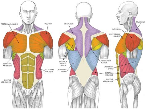 The muscles of the upper body Stock Image F001/7513