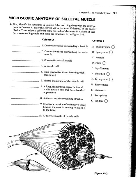 Muscles Worksheet Answer Key