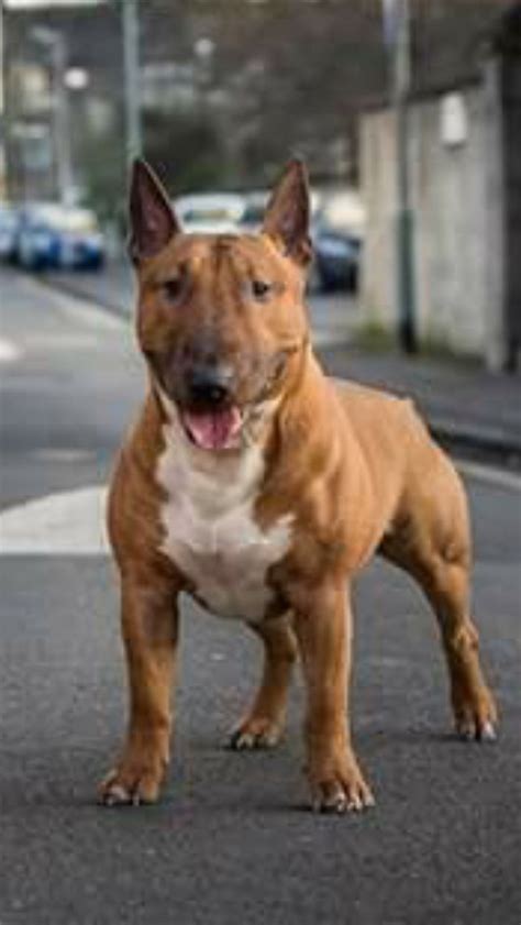 Muscular Bull Terrier: A Unique And Powerful Breed
