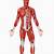 Muscular System Without Labels
