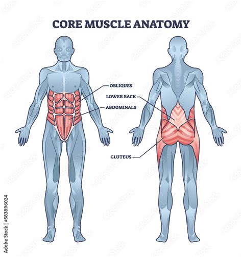 Muscular Obliques
