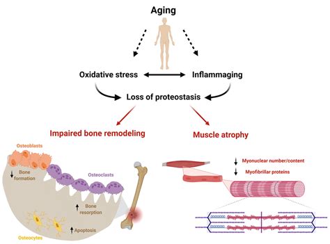 Musculoskeletal Changes and Aging