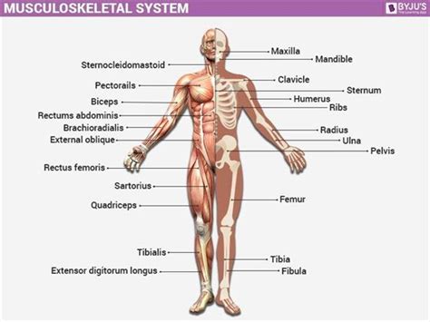 Musculoskeletal System: Parts, Disorders & Relief