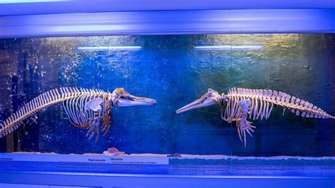 Museo Del Mar accessibility