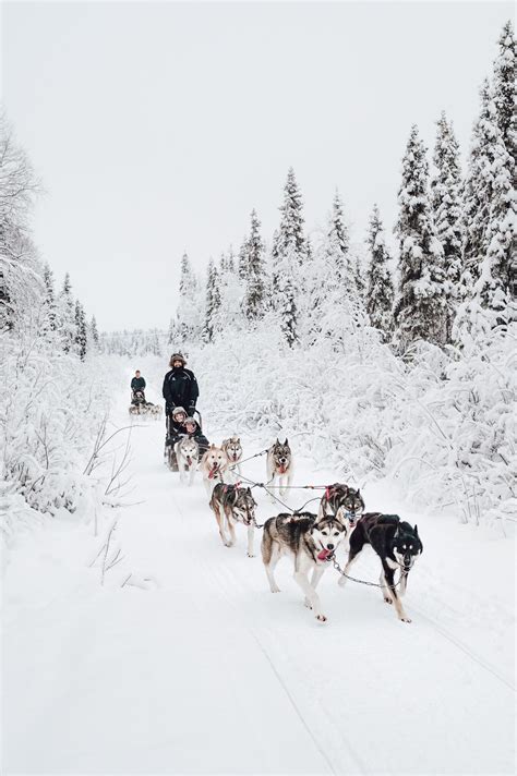 Mushing Experience Lapland