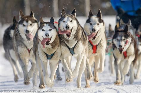 Mushing Husky Team