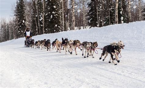 Mushing Through Snowy Trails