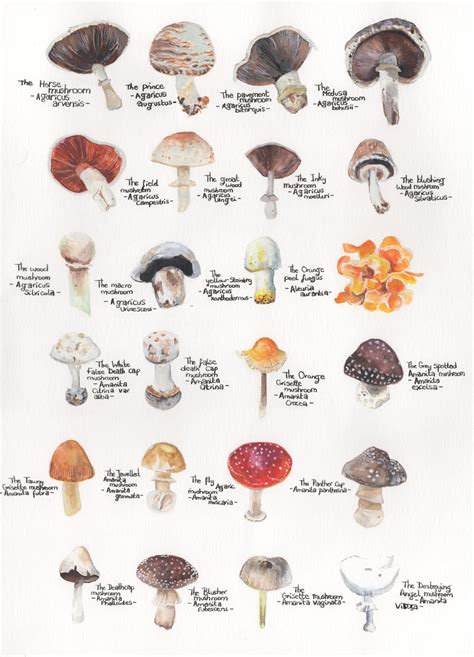 Mushroom Id Chart