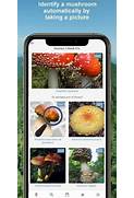 Mushroom Identification Apps UK