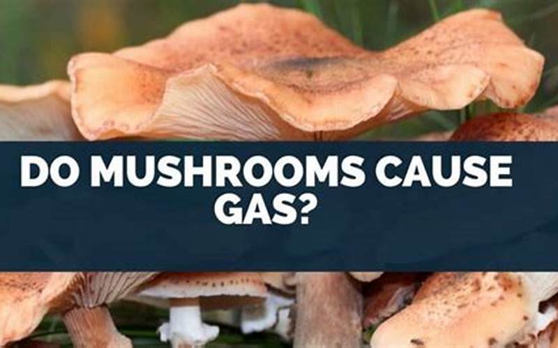 Do Mushrooms Make You Gassy?
