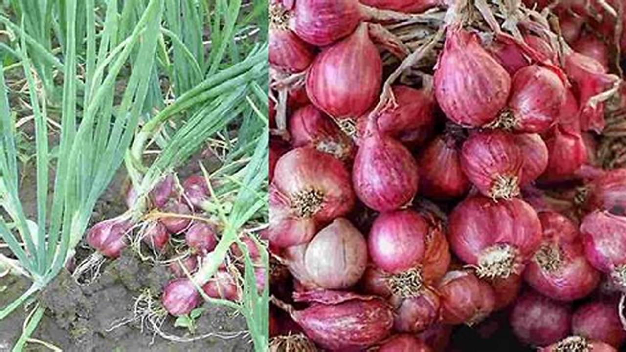 Musim Panen Bawang Merah, Resep6-10k